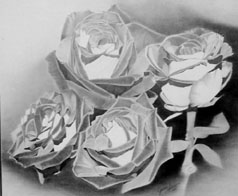 roses4.jpg